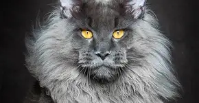 Fotógrafo captura a beleza de gatos da raça Maine Coon