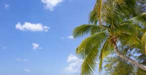 Foto: (Shunyu Fan/iStock)