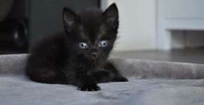 Gatinho especial encontra família que o ama do jeito que é