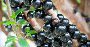 Fazenda cobra R$ 30 para visitantes comerem jabuticaba à vontade