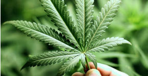 Mais de 10 curiosidades sobre a maconha