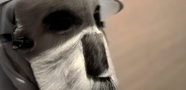 Exposição ‘Profanações – Pablo Lobato’