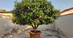 Foto: (Imagem sem texto alternativo disponivel ID [2704781])