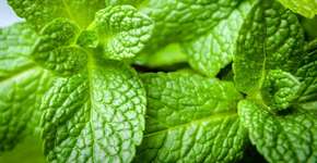 Foto: (Imagem sem texto alternativo disponivel ID [1605558])