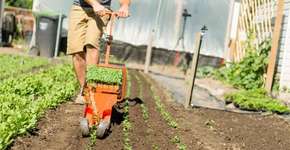 Semeadora para pequenas propriedades planta 37 mudas por minuto