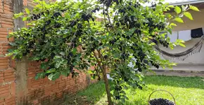 Foto: (Imagem sem texto alternativo disponivel ID [2741167])