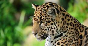 Extinção: restam menos de 300 onças-pintadas na Mata Atlântica