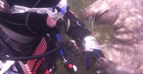 Foca pede carinho para mergulhador e vídeo viraliza na web