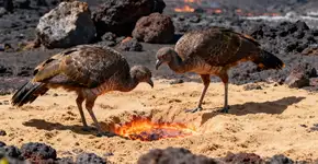 Esse pássaro deposita ovo na vertical e pais somem porque não precisam ficar perto