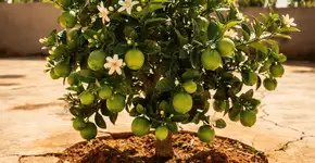 Foto: (Imagem sem texto alternativo disponivel ID [2738628])