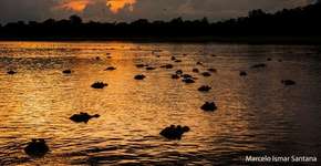 Jacaré-açu passará a ser morto para consumo humano no Amazonas