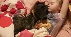 Cachorrinho arteiro destrói tudo na casa, mas é amado por sua tutora