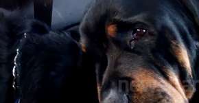 Rottweiler se recusa a se separar do irmão morto, e emociona a internet