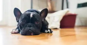 Entidade quer proibir procriação de buldogues franceses como conhecemos