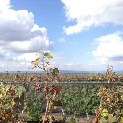  Tudo isso compõe  o terroir, como é chamado o ambiente em que a uva é produzida. 