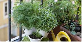 Dicas para ter uma horta em apartamentos