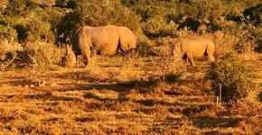 Reserva sul-africana tem seguranças 24h para proteger rinoceronte