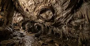 Imagina só: Você entra na caverna durante um passeio e encontra tubarões: um guarda florestal descobre fósseis de predadores de 3 a 3 metros que nadaram aqui há 325 milhões de anos no teto desta caverna