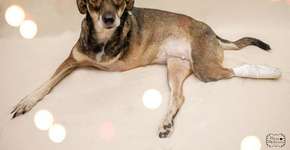 Ensaio fotográfico incentiva adoção de animais com deficiência