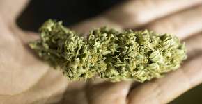 Foto: (Imagem sem texto alternativo disponivel ID [1845955])