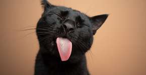 4 curiosidades sobre a língua dos gatos que talvez você não conheça