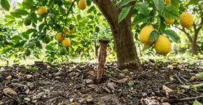 Para que serve colocar prego enferrujado no pé do limoeiro e como fazer para ele nunca murchar as folhas