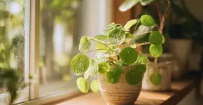 Como cuidar da planta do dinheiro e onde colocar em casa para prosperar