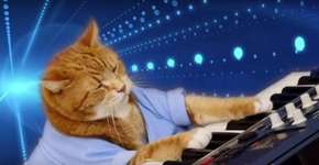 Morre aos 9 anos, Keyboard Cat; veja melhores momentos do gatíneo