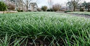 Para a grama durar anos: o macete não é a quantidade de água, mas nunca cortar curto demais no inverno