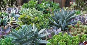 Plantas, horta e mais