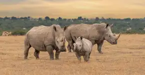 7 curiosidades interessantes sobre os rinocerontes 