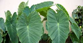 Taioba é aliada contra a anemia e a inflamação; conheça os benefícios