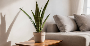 Foto: (Imagem sem texto alternativo disponivel ID [2715502])