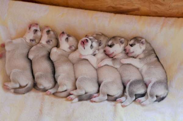 Fotógrafa registra cães da raça husky siberiano