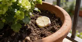 Foto: (Imagem sem texto alternativo disponivel ID [2698546])