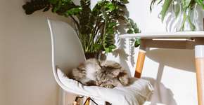 Foto: (Imagem sem texto alternativo disponivel ID [2640117])