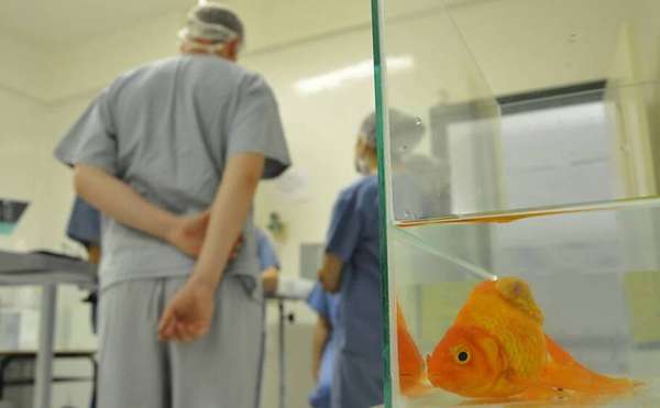 Foto: UPF/Divulgação