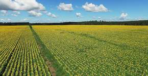 Foto: (Imagem sem texto alternativo disponivel ID [1834021])