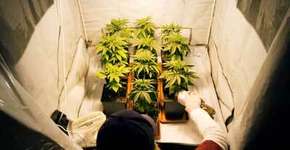THC University ensina a cultivar maconha em casa