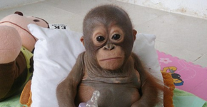 Orangotango aprisionado era alimentado apenas com doce de leite