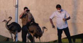 Bolsonaro é bicado por emas em Brasília e web cita George Orwell