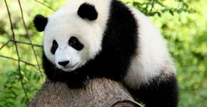 Trabalhe para a natureza: WWF tem oportunidades de emprego em São Paulo