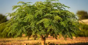 Foto: (Imagem sem texto alternativo disponivel ID [2689517])