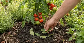 Foto: (Imagem sem texto alternativo disponivel ID [2751488])