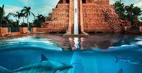 Foto: (Imagem sem texto alternativo disponivel ID [1393916])