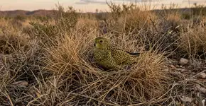 O “pássaro fantasma” da Austrália reapareceu. Por décadas foi quase um mito, e agora há evidências acústicas que comprovam isso