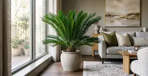 A cica é uma das plantas mais antigas do mundo e pode ser cultivada em vaso dentro de casa com pouquíssimo cuidado