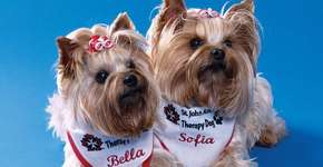 Aeroporto de Toronto tem cães terapeutas para passageiros