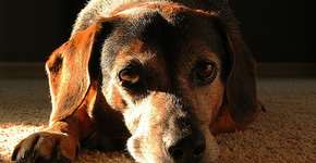 Viajar e deixar animais sozinhos configura crime de abandono