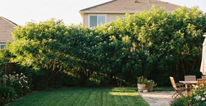 Foto: (Divulgação/IA)